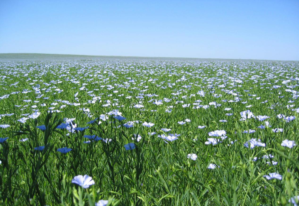 Flaxseed oil press machine